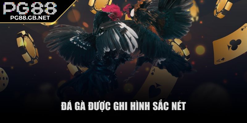 PG88 jn4xj -【PG 88】- Link Đăng Nhập Nhà Cái PG88 Nổ Hũ Tháng 11/2025 35 Đá gà được ghi hình sắc nét